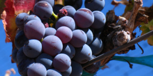 Grenache